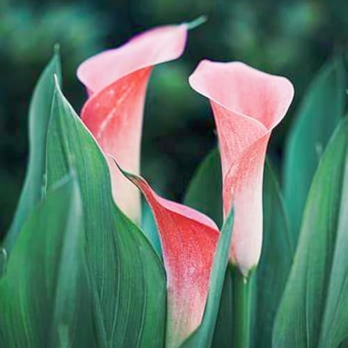 Calla Lily Bulbi-Calla Lily Plant,Calla Pianta Vera,Calla Pianta,Calla Bulbi,Fiori Da Giardino E Piante Bonsai,Facile Da Piantare,Perfetto Per Fiori Recisi-2bulbi-c