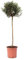 Olivenbaum Stamm Olive 80-100 cm hoch, beste Qualität, Olea Europaea