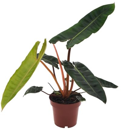 Filodendro Billietiae - 25cm - Ø12cm - Pianta d'appartamento - Sempreverde
