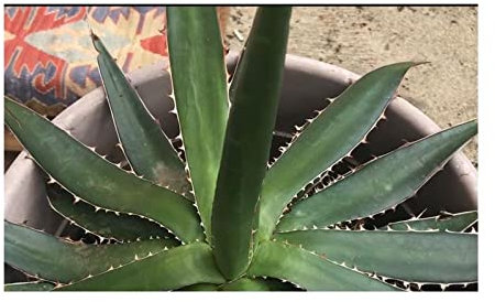 Stk - 10x Agave xylonacantha Agaven Garten Pflanzen - Samen ID751 - Seeds & Plants Shop by Ipsa