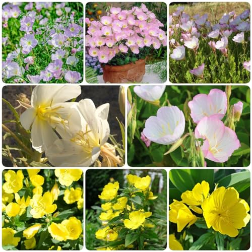 50 pcs nachtkerze pflanze kaufen samen - topfpflanzen wiesensaatgut,Oenothera biennis, bodendecker winterhart wildblumensamen balkon pflanzen winterfest bienen wiese exotische