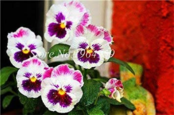 Planta de jardín Planta de pensamiento mixta 100 piezas Flores Pensamiento colorido Color tan brillante y hermoso Ilumina el jardín de tu casa: 7