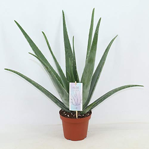 Aloe Vera Plant - Indoor Succulent for Home or Office in 12cm Pot