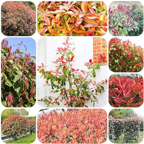 ligustro lucido - semi piante resistenti all'esterno ligustro lucido giardino erbe aromatiche semi piante da appartamento da giardino esotiche interno perenni resistenti e 800pcs
