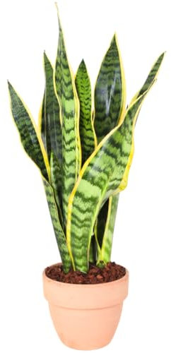 Lingua di suocera - pianta da interno facile da curare, Sansevieria trifasciata Laurentii - altezza ca. 40 cm, diametro del vaso 13 cm, Pianta Vera (In Vaso di Terracotta)