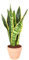 Lingua di suocera - pianta da interno facile da curare, Sansevieria trifasciata Laurentii - altezza ca. 40 cm, diametro del vaso 13 cm, Pianta Vera (In Vaso di Terracotta)