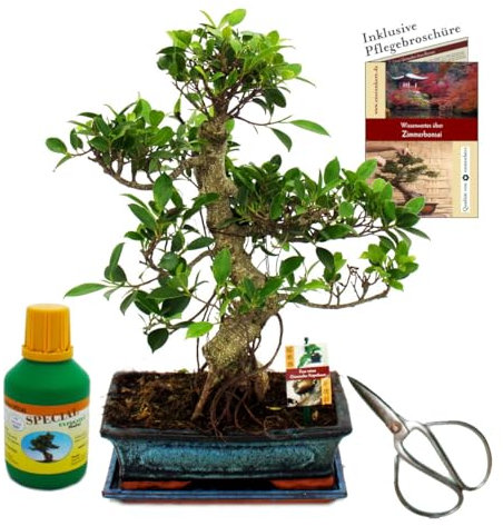Bonsái – Chin. Higuera – Ficus retusa – aprox. 12 – 15 años – Cuenco de 30 cm – Set de regalo con tijeras y fertilizante