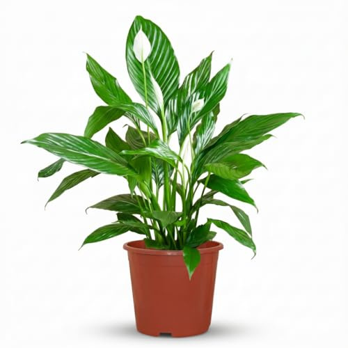 Green boutiQ - Zimmerpflanze - Einblatt - Spathiphyllum - Weiß - Pflegeleicht - 1 Pflanze - Topf 19cm - Höhe 70-80cm