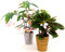 POWERS TO FLOWERS - BEGONIA TAMAYA, CORALLINA, e BEGONIA MASONIANA, IN VASO CERAMICA ORO ED ARGENTO, piante vere