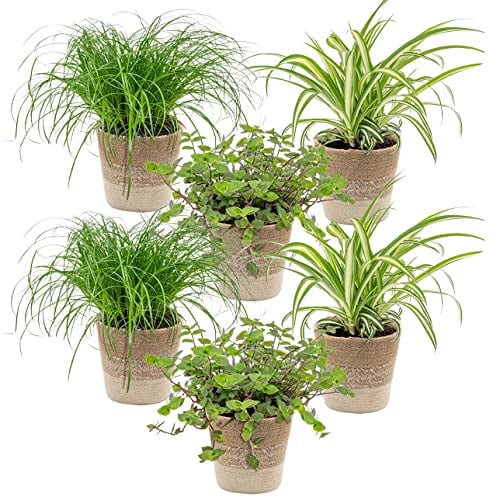 6x Haustierfreundliche Mischung inkl. Jutekorb - Haustierfreundlich - ⌀12 cm -15-25 cm