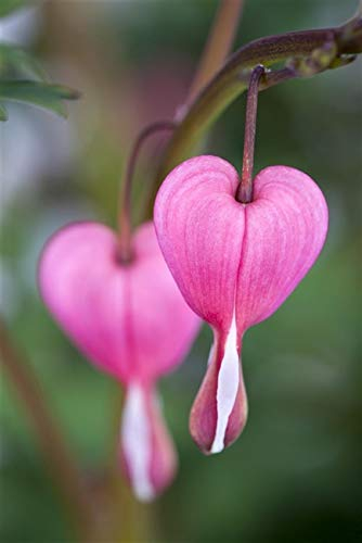 Dicentra spectabilis Tränendes Herz Staude im Topf gewachsen