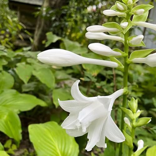 300 pz semi di pianta hosta resistenti - Hosta plantaginea - prato fiorito, vere piante in vaso semi di hosta semi di fiori, giardino semi di fiori amichevoli per le api, regalo da