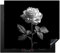 KitchenYeah© Herdabdeckplatte Einteilig Küche Herdabdeckung Induktionsfeld Ceranfeld Herdabdeckplatten Vinyl Matte Aufrollbar Rose - Schwarz und weiß - Blumen - Natur - 59x51 cm