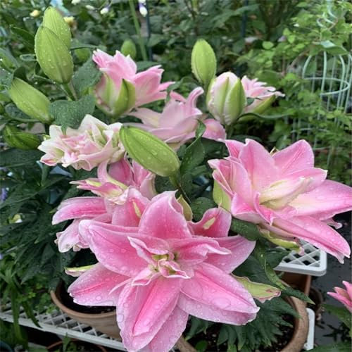 Asiatische Lilienzwiebeln, Lilien zwiebeln winterharte Stauden, aromatische Pflanzen, Terrasse, Balkon, Garten-4zwiebeln-G