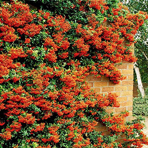 GardenersDream 100 x Orange Firethorn Hedging Plants - Healthy Pyracantha Evergreen Flowering Shrubs - Outdoor Plants for Walls and Fences - Fast Growing Plant for Privet Hedging (20-40 cm)