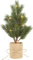 Star LED-Tannenbaum, Kunststoff, Grün