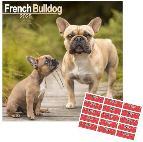 Französische Bulldogge Kalender 2021 | Quadratischer Wandkalender für Hunderasse | 16 Monate | Mit Organisationsaufklebern