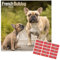 Französische Bulldogge Kalender 2021 | Quadratischer Wandkalender für Hunderasse | 16 Monate | Mit Organisationsaufklebern