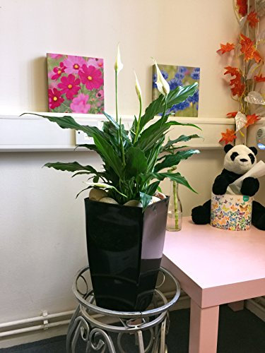 1 Evergreen Peace Lily House Plant in Tall Milano Pot - Gloss Black