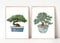 Din A4 Kunstdruck ungerahmt 2-teilig - Bonsai - Bonsais - Baum Miniaturbaum Bäumchen - Asia Style - Japan Asien Aquarell Natur Druck Poster Bild