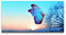 Paul Sinus Leinwandbild 120x60cm Schmetterling Sonnenuntergang Pusteblume Blau Schön