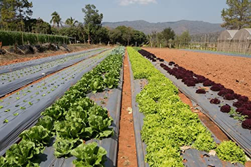 Telo Pacciamatura 1x25 Metri Rotolo Pacciamatura Senza Fori Telo Pacciamatura Nero Telo Per Orto Anti Herbace Massima Resistenza
