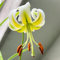 2 piezas Comprar bulbos de lirio - Lilium brownii - plantas de interior de jardín de flores reales lirios gigantes lirios arbóreos tubérculos resistentes plantar flores de primavera