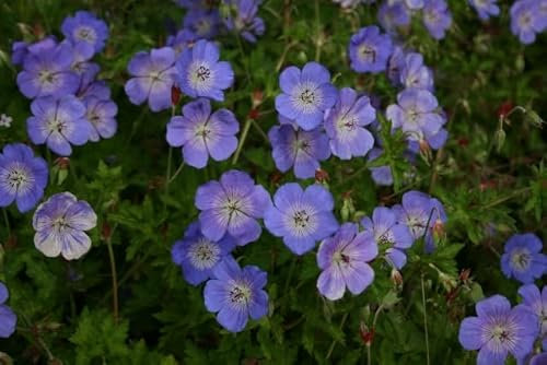 Nuovi semi di fiori di geranio 'Rozanne' freschi da 100 pezzi Aachondra