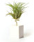 PLANDAIRE Plantas de Interior para Decorar la Oficina Escritorio Estudio fáciles de cuidar Tillandsia Ionantha Scaposa (Soporte Incluido) (Blanco)