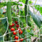 CANAGROW Ranknetz 1.8 x 4.5m/6x15ft Pflanzennetz Gurkennetz Rankhilfen Gartennetz mit Großer Maschenweite für Kletterpflanzen Früchte Gurken Erbsen Tomaten Bohnen, Weiß, 1 Packung