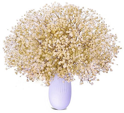 Pampas Secas Decoracion, 66 Pcs Ramos de Pampas Flores Secas Naturales Decoración para el Hogar, Decoracion Fiestas Bodas (Gypsophila Seca)