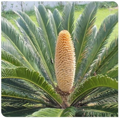 Sago Palm zwiebeln,winterharte pflanzen,Blumenzwiebeln mehrjährig winterhart,sago palm pflanzen,japanischer sagopalmfarn,sagopalmfarn,Cycas Revoluta,Staude TOP SORTE,Sago Palm.-greenF-5zwiebeln