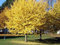 Ginko Biloba 10 Semi (Ginkgo biloba) Alberi ornamentali plus populaire