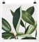 Bilderwelten XXL Poster Galerieprint Lieblingspflanzen - Gummibaum Quadrat, Matt 90 x 90cm