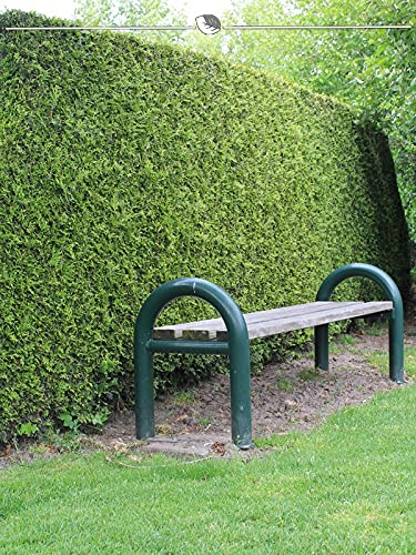 Lebensbaum Thuja Brabant 100-120 cm im Topf. 100 Pflanzen. Thuja Hecke: immergrün