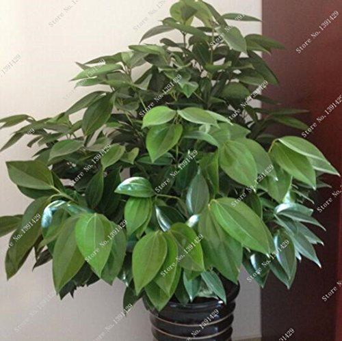 5 PC semillas de canela japonés enano árboles bonsai semillas olla planta de jardín de macetas de interior