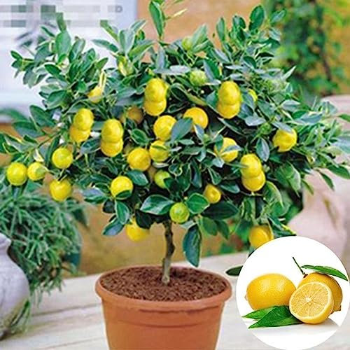 20 Unids Raras Semillas de Limonero Home Garden Fast Grow Bonsai Fruta Saludable Decoración Flor Árbol Frutal Semillas Vegetales Semillas de limonero 20 unidades