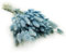 Enchanted Dekogras Getrocknetes Gras Ziergras Hasenschwänze Lagurus Ovatus Samtgras Häschen-Schwanzgras Trockenblumen Natürlich Boho 120 - 150 Stück 100 g Blau