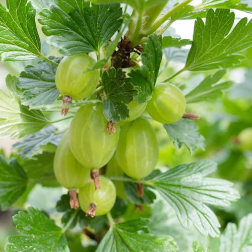 300 pcs stachelbeeren samen, bonsai bäumchen kaufen stachelbeere,Ribes uva crispa topfpflanzen draußen winterhart zwergobstbäume ausgefallene geschenke dekoration wohnzimmer säulenobstbäume