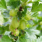 300 pcs stachelbeeren samen, bonsai bäumchen kaufen stachelbeere,Ribes uva crispa topfpflanzen draußen winterhart zwergobstbäume ausgefallene geschenke dekoration wohnzimmer säulenobstbäume