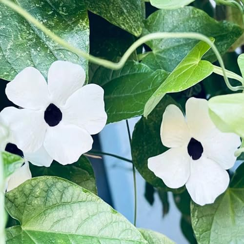 80 pcs schwarzäugige susanne winterhart samen balkonpflanzen winterhart bonsai topf wiesenblumen samen blumensamen pflanzen garten winterharte pflanzen für garten pflanztopf blumen