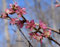 Rotlaubiger Wildpfirsich Prunus persica 'Rubira' Pflanze 90-100cm Blut-Pfirsich