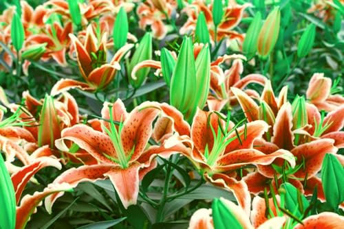 Lilien zwiebeln –Pflanzen –Extrem kältebeständig -Lilienzwiebeln –Leuchtende Farben
