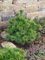 Pinus parviflora 'Kiomatsu' 20-25 cm - Japanische Mädchenkiefer, kompakter Wuchs, ideal für Bonsai und Steingärten, winterhart und pflegeleicht