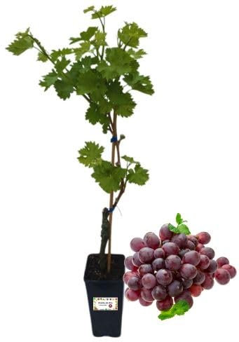 P. Piantine da Orto | Cardinal Vite da Tavola, Vaso da 2L, Pianta Pronta per il Trapianto, Pianta Vera da Orto, da Balcone e da Esterno, Vivaio Italiano