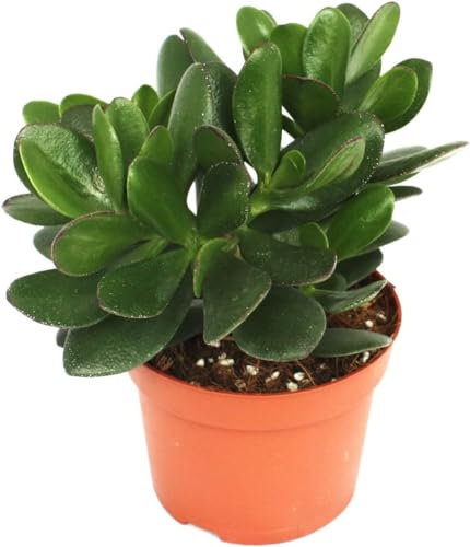 pcmoviles Arbol de Jade: Grassula Ovata en maceta de 8.5cm. No solo una planta, sino una purificadora del aire que eleva la frescura en tu espacio.