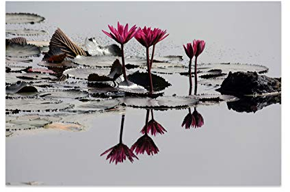 Cuadros Lifestyle Küchen Spritzschutz „Wasserpflanzen“ | Küchenrückwand | Alu-DiBond | Fliesenschutz für den Herd und Spüle | Küche | Küchenfliesen | Fliesenspiegel | Rückwand, Größe:60 x 40 x 0.3 cm