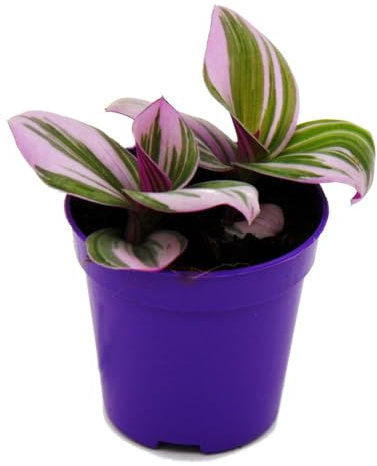 Mini-Pflanze - Dreimasterblume - Tradescantia Nanouk - pflegeleichte hängende Zimmerpflanze - 5,5cm Topf