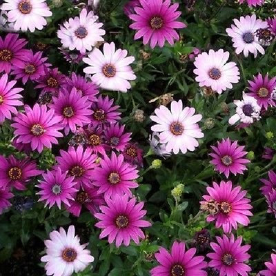 Semi di margherita africana - Osteospermum ecklonis Mix - 50 semi