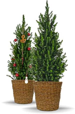 Bloomify® Zwergfichte Fridolin mit Übertopf aus Seegras | 90-120 cm großer winterharter mini Weihnachtsbaum | echte Zuckerhutfichte für Drinnen und Draußen | Pflanze für Topf und Garten